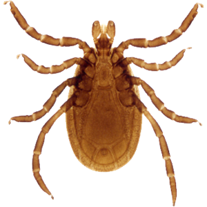 Tick insect PNG-51894